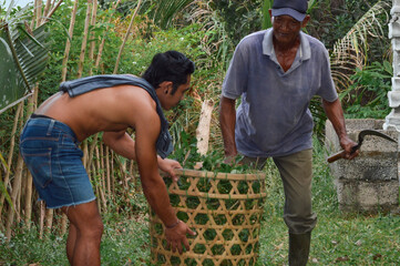 A father holds his sickle while standing, as his son bends down to lift a full woven basket of cut grass and weeds from the field.