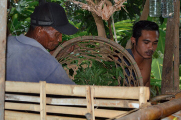 A farmer pours out grass and weeds from a basket into the cattle feeding trough, while his son attentively watches the cows start eating.