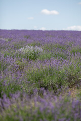 Field of lavender bushes under a clear blue sky
