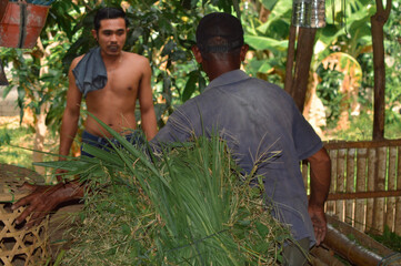 A farmer sets down his woven basket after feeding cattle, while his son observes from outside the wooden cattle shed on a quiet afternoon.
