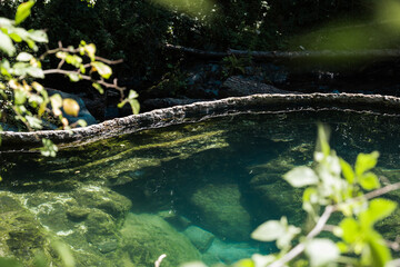 Natural pools with clear blue water surrounded by lush green forest. Rocks and fallen logs are visible in the water, creating a serene and tranquil environment.