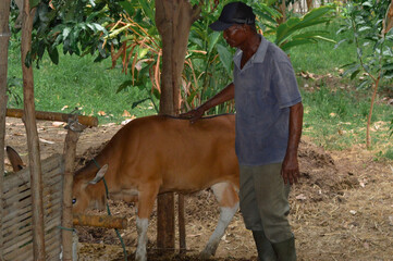 A village father gently holds the cowâ€™s back while it eats fresh grass and wild plants inside the pen surrounded by the farmland.