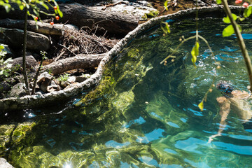 Natural pools with clear blue water surrounded by lush green forest. Rocks and fallen logs are visible in the water, creating a serene and tranquil environment.