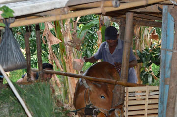 A joyful father smiles while bathing his cow with a plastic dipper, assisted by his son, showing warmth and cooperation in the village farm.