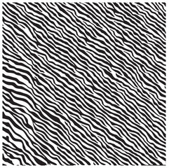 Striking black and white zebra stripes create a seamless, abstract wild animal fur texture pattern for a striking backdrop design