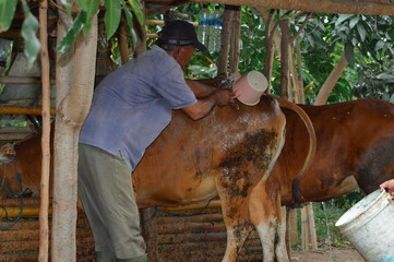 A father pours water across the back of his large cow using a plastic dipper during the afternoon livestock cleaning routine in the shed.