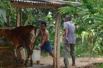 A father walks with a plastic dipper while his son fills a bucket with water, preparing for livestock cleaning inside the rural cattle shed.
