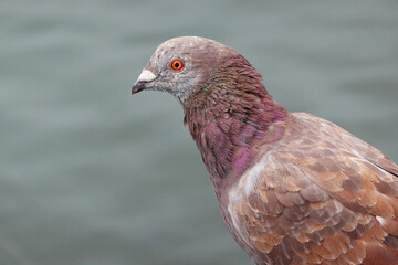 A closeup of a feral pigeon with brown and purple iridescent feathers. 