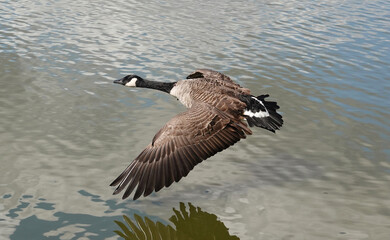 A Canada goose, branta canadensis, flying low over water. 