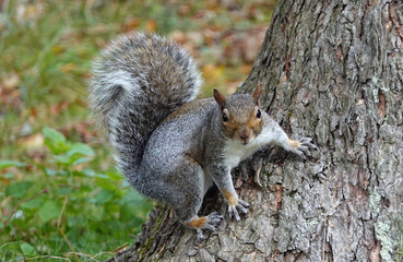 Fototapeta premium A grey squirrel, sciurus carolinensis, perching on a tree trunk and looking at the camera. 