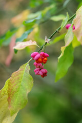Spindle Tree, Euonymus