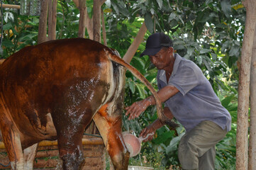A rural farmer pours water from a plastic dipper onto the back of his cow while standing at the side of the cattle shed.
