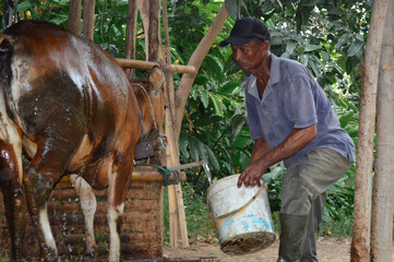 Using the last of the stored water, a father pours it over his cow to complete the washing process in the afternoon.