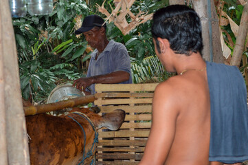 A father empties the last water from a bucket beside the cattle shed while his son stands close watching attentively.