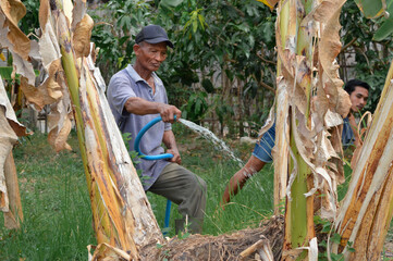 A caring father waters the dry roots of a banana tree in the farm, while his son behind him pays attention to something in the background.