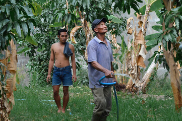In the afternoon sun, a father waters the roots of a young mango tree using a hose while his son watches the surrounding plants and trees across the farm.