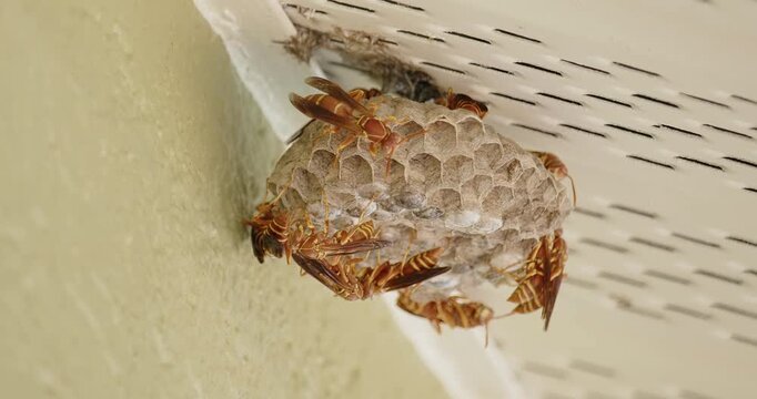 Paper Wasps busily attending to nest.  