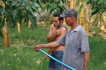 A father waters a mango tree with a hose in the farm field as his son stands close, attentively observing the tree trunk and the watering process.