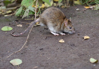 A wild rat stands on the ground among the fallen leaves