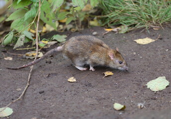 A wild rat stands on the ground among the fallen leaves
