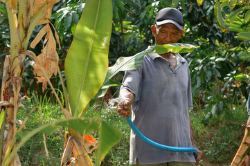 In the middle of a diverse farmland filled with different trees, a father waters the leaves and shoots of young banana plants using a long water hose.