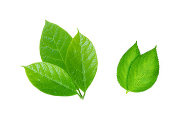 Fresh green leaves foliage nature botany plant growth spring summer garden background 