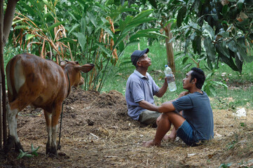 The father drinks from a plastic bottle as his son sits nearby, watching the cattle and observing him in their farmland in front of the shed.
