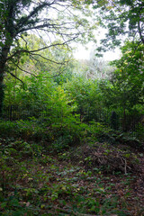 Obraz premium Golden autumn forest filled with vibrant orange, red, and yellow leaves. Warm sunlight filters through tall trees, illuminating a peaceful woodland path covered with fallen foliage