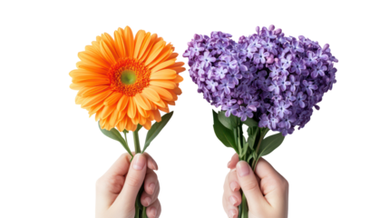 Two hands holding a bright orange gerbera daisy and a cluster of purple flowers isolated on transparent background