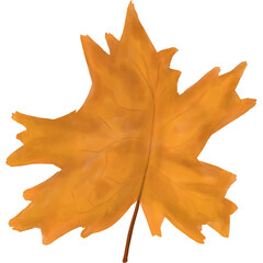 autumn maple leaf