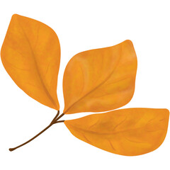 autumn leaf 