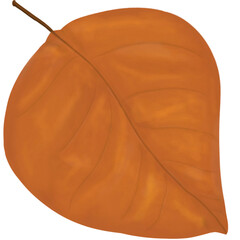 Autumn oak leaf 
