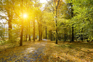 Autumn Park Pathway Covered with Golden Leaves and Sunlight Shining Through Colorful Trees in Scenic Forest Landscape