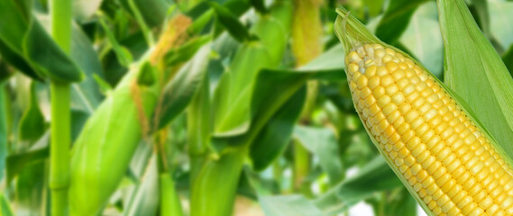 Yellow Ripe sweet corn cob on the field background, for harvest in agricultural cultivated corn field, organic corn field for background