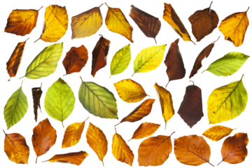 autumn leaves isolated on white