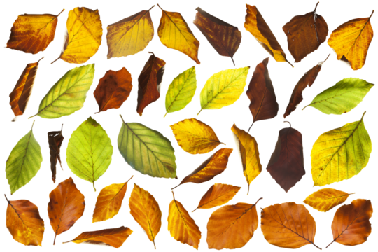 autumn leaves isolated on white