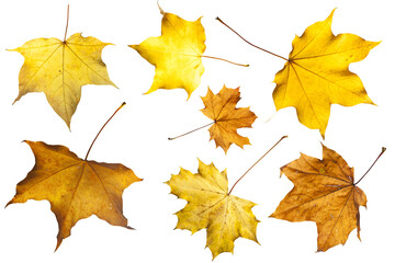 autumn leaves isolated png