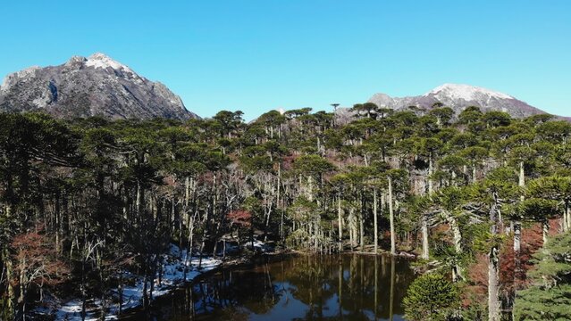 Conguillio national park araucaria forest and lagoon reflecting blue sky