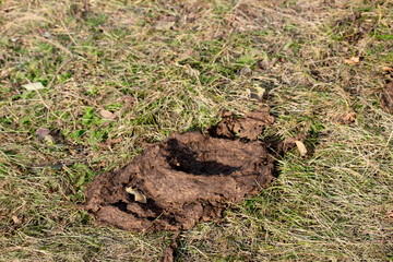 Cow poop on green grass, top view