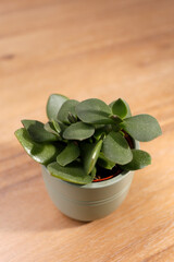 plante grasse