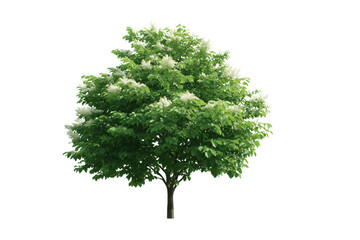 Serene Tree in Full Bloom: A majestic tree stands tall, adorned with vibrant green foliage and delicate white flowers, showcasing the beauty of nature's artistry.