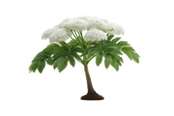 Queen Anne's Lace: A delicate stem of Queen Anne's Lace, presenting its exquisite bloom with lush green leaves