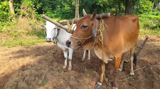 Two oxen tied to wooden yoke for traditional ploughing in rural India, side camera pan