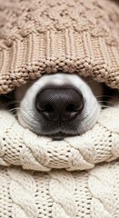 Dog nose peeking out from knitted beige and cream sweaters, cozy autumn winter pet poster, soft neutral color palette. Wallpaper, background