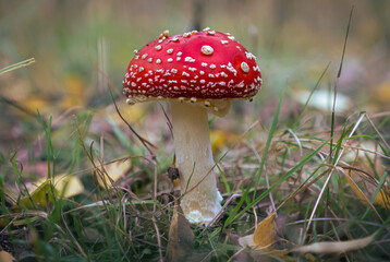 Fly Agaric Mushroom on Forest Floor
