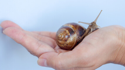snail on the hand