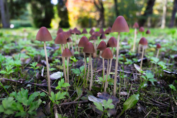 Psathyrella Mushrooms on Forest Floor