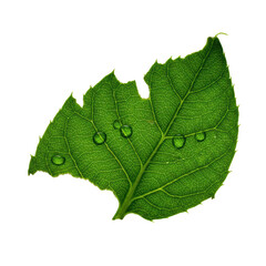 Fototapeta premium Lush emerald green leaf, torn, revealing fibrous structure, veins, glistening dew drops, isolated on transparent, ultra-detailed macro photo, dramatic chiaroscuro, concept of natural intricacy