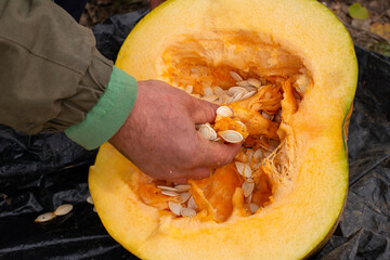 Hand scooping out pumpkin seeds during autumn harvest season in a rural area
