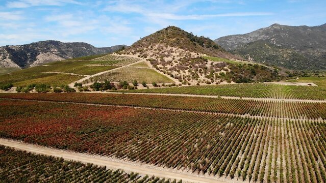 Aerial view of autumnal vineyard in mountain valley